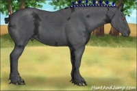 Horse Color:Black Ice 