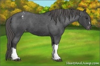 Horse Color:Smoky Black Varnish 