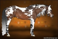 Horse Color:Bay Splash Tobiano