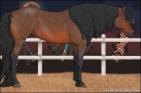 Horse Color:Bay Roan 