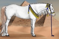Horse Color:White Spotted Gold Champagne Onyx Appaloosa