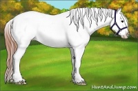 Horse Color:White Spotted Black Splash Appaloosa 