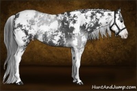 Horse Color:Black Sabino Rabicano
