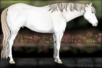 Horse Color:White Spotted Smoky Creme