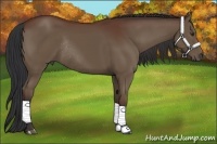 Horse Color:Bay Rabicano