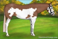 Horse Color:Chestnut Splash Frame