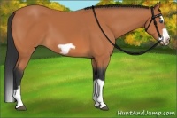 Horse Color:Bay Splash Frame
