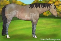 Horse Color:Bay Ice Rabicano 