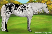 Horse Color:Silver Black Appaloosa