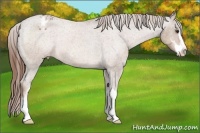 Horse Color:Red Roan Sabino Appaloosa Rabicano 