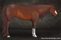 Horse Color:Chocolate Bay