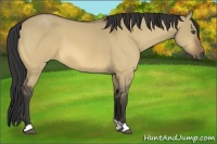 Horse Color:Buckskin Dun
