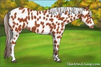 Horse Color:Bay Appaloosa 