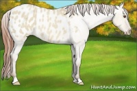 Horse Color:Classic Champagne Roan Dun Appaloosa Rabicano