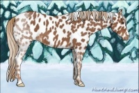 Horse Color:Red Roan Appaloosa 