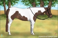 Horse Color:Liver Chestnut Tobiano 