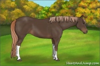 Horse Color:Liver Chestnut 