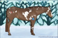 Horse Color:White Spotted Liver Chestnut 