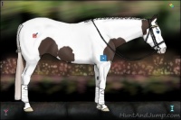 Horse Color:Liver Chestnut Splash Tobiano 