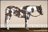 Horse Color:White Spotted Liver Chestnut 