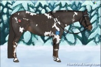 Horse Color:White Spotted Liver Chestnut 