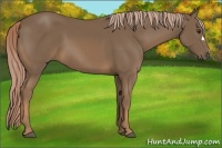 Horse Color:Chocolate Palomino 