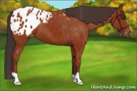 Horse Color:Bay Appaloosa 