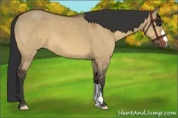 Horse Color:Bay Dun