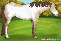 Horse Color:Red Dun Frame Appaloosa 