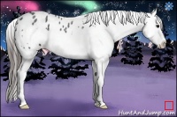 Horse Color:Blue Roan Frame Appaloosa 