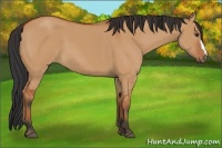 Horse Color:Bay Dun
