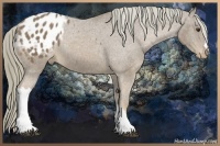 Horse Color:Chestnut Appaloosa