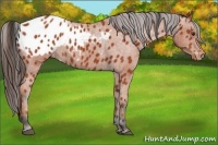 Horse Color:Bay Appaloosa 