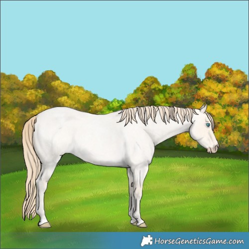 Horse Color:Perlino Roan Dun 
