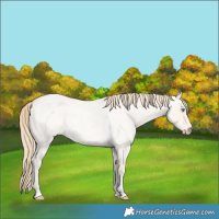 Horse Color:Perlino Roan Dun