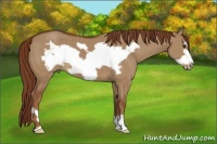 Horse Color:Red Dun Frame