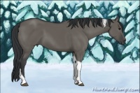 Horse Color:Grullo Tobiano 