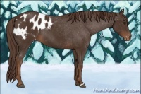 Horse Color:Liver Chestnut Appaloosa 
