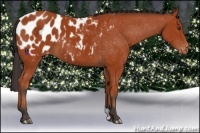Horse Color:Bay Appaloosa 