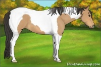 Horse Color:Buckskin Tobiano 
