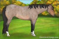 Horse Color:Buckskin Roan 