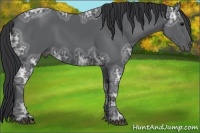 Horse Color:Black Ice 