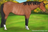 Horse Color:Bay Roan Rabicano