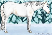 Horse Color:White Spotted Silver Amber Champagne Splash Tobiano