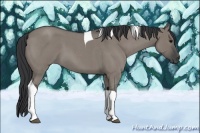 Horse Color:Grullo Roan Tobiano