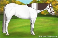 Horse Color:Bay Dun Splash Frame Appaloosa 