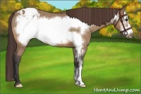 Horse Color:Bay Dun Frame Appaloosa