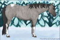 Horse Color:Smoky Grullo Roan Tobiano