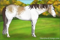 Horse Color:White Spotted Classic Champagne Splash