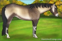 Horse Color:Bay Onyx 